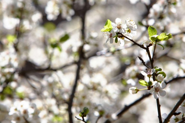 Kirschblüte