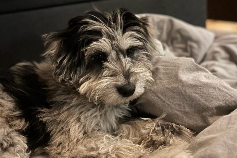 Hund im Bett