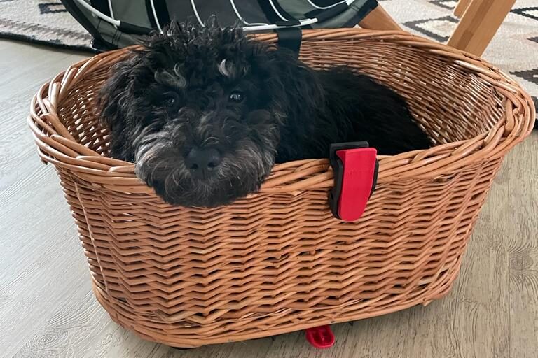 Hund im Fahrradkorb